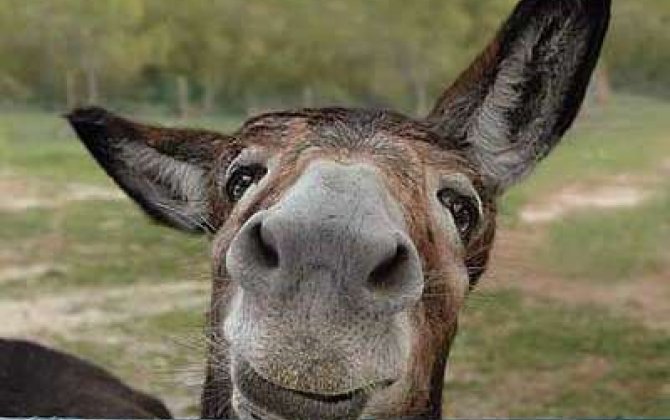 Ukrayna müharibəsində iştirak edən eşşək “tərxis olundu”: Görün indi harada istirahət edir - VİDEO