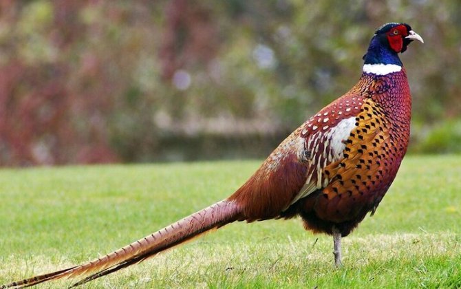 Qırqovula görə 1000 manat cərimələndi