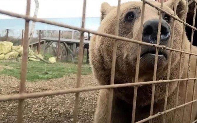 Azərbaycandan Britaniyaya aparılan ayılardan xəbər var