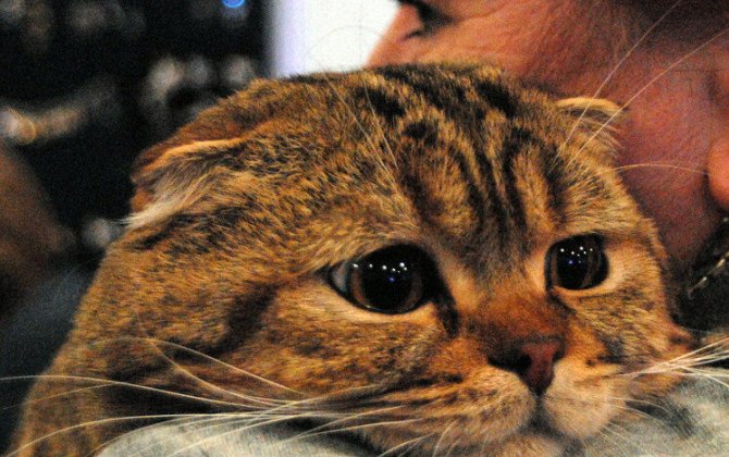 Bütün sahibləri ölüb, o yaşayır - Dünyanın ən yaşlı pişiyi