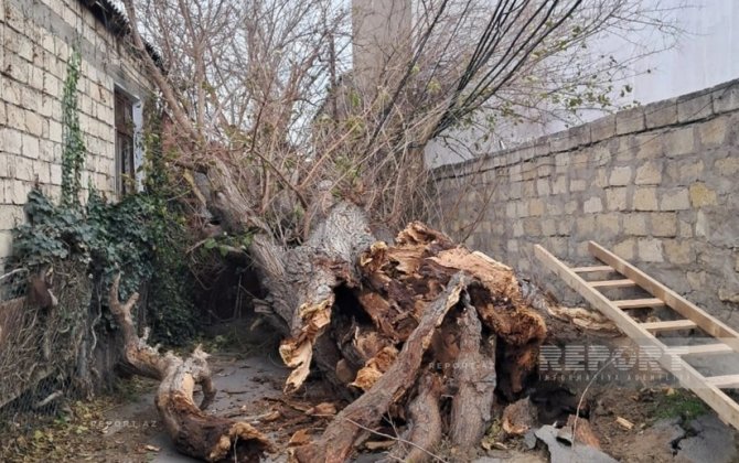 Bakıda güclü külək ağacı yüksək gərginlikli elektrik xəttinin üzərinə aşırıb - FOTO