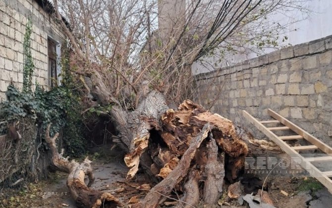 Сильный ветер в Баку повалил дерево на высоковольтную ЛЭП