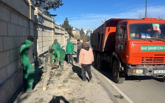Bakıda güclü külək nəticəsində 8 ağac sındı