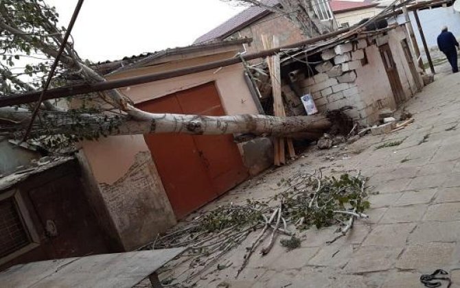 Сильный ветер в Баку повалил деревья
