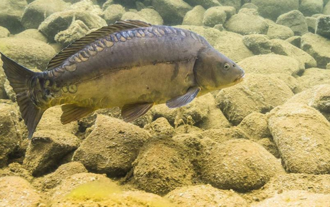Çinlilər balığın genini dəyişdirib sümüksüz etdilər