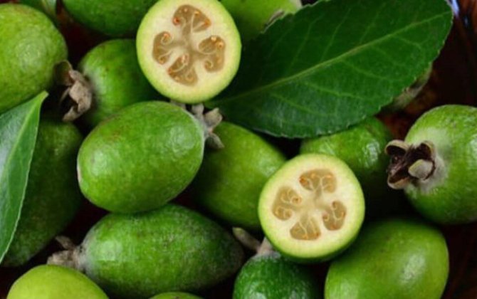 Yodla zəngin feyxoa möcüzəsi - Zobun, prostatın dərmandır