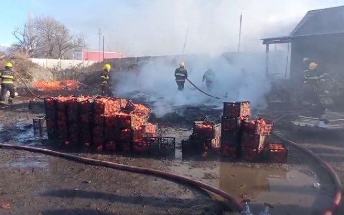 Zaqatalada xurma sexi yandı - FOTOLAR