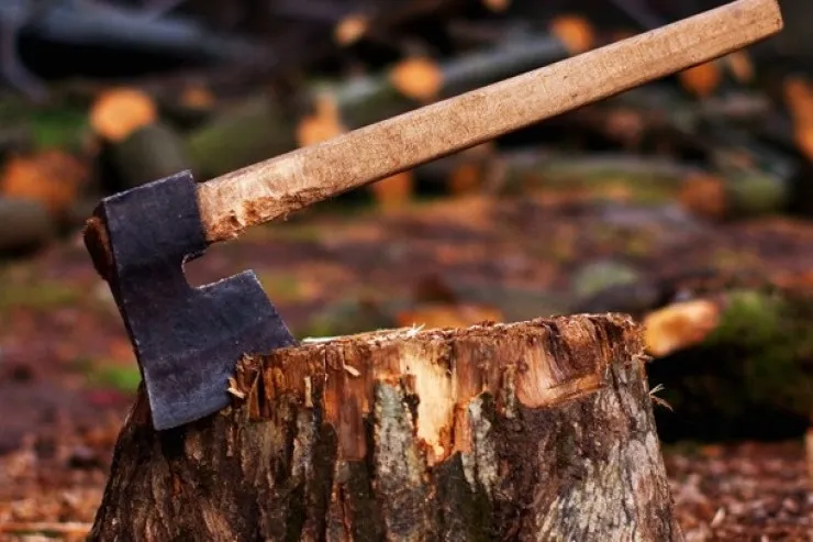 Ağacları kəsən vəzifəli şəxs 13 min manat cərimələndi