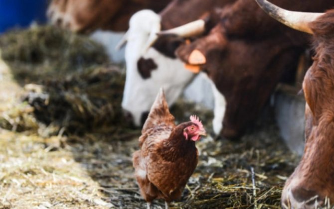 İki ölkədən Azərbaycana bəzi heyvan mənşəli məhsulların idxalına məhdudiyyət qoyulub