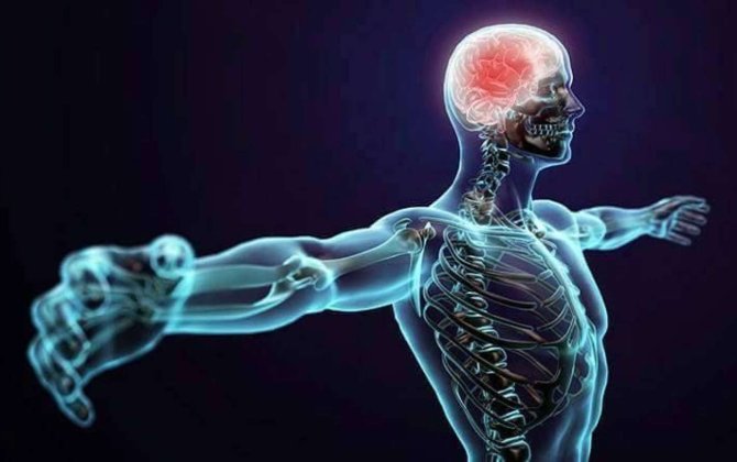 İnsan bədənində hansı 