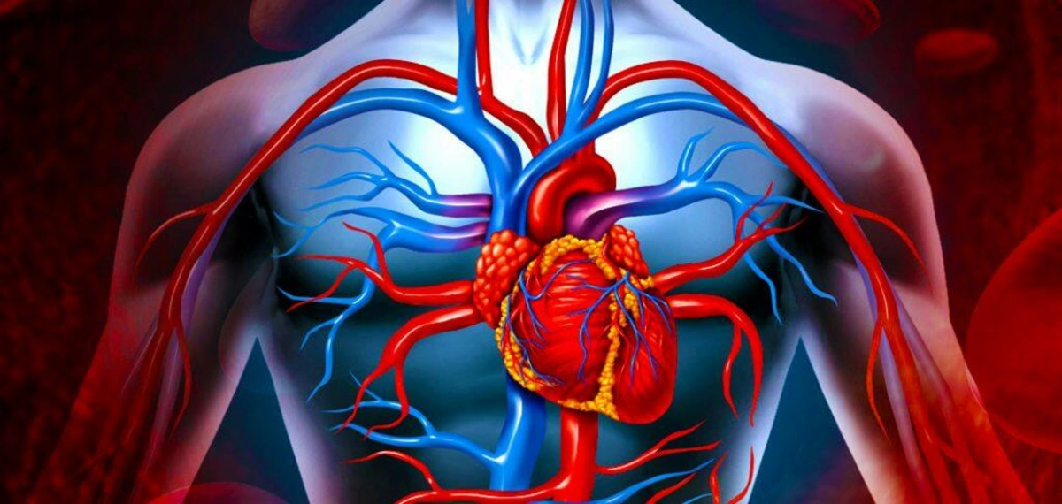 Ürək-damar xəstəliklərindən yayınmaq üçün yeddi qızıl qayda