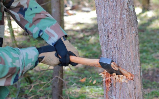 Xətai rayonunda ağaclar kəsilib, materiallar Baş Prokurorluğa göndəriləcək