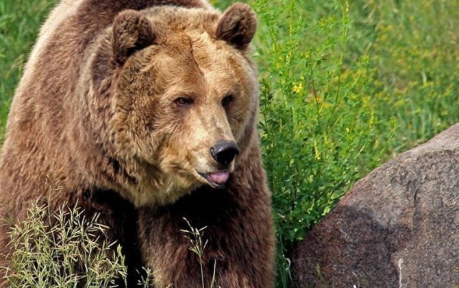 250 kq-lıq ayı ABŞ sakininin evinin zirzəmisində sığınacaq tapdı - VİDEO