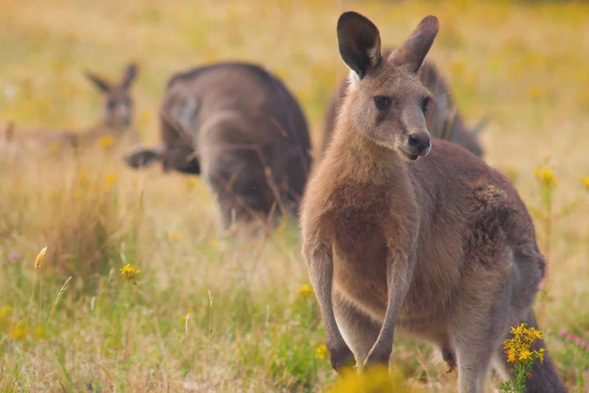 Самолет получил повреждения после столкновения с кенгуру в Австралии