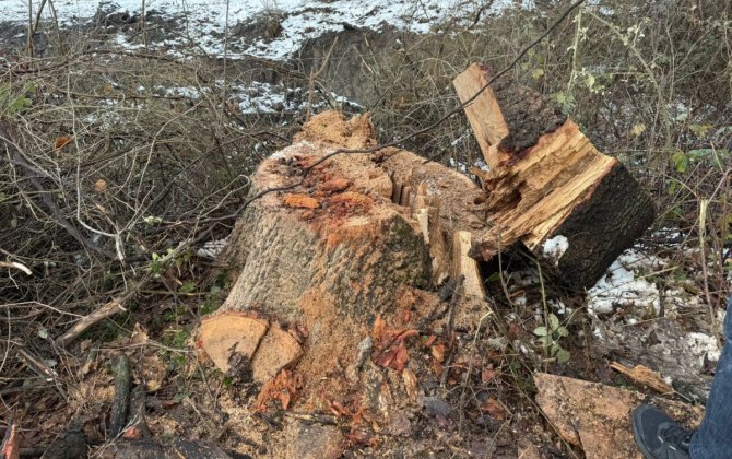 Oğuzda ağac kəsilməsinə görə cinayət işi başlanıb