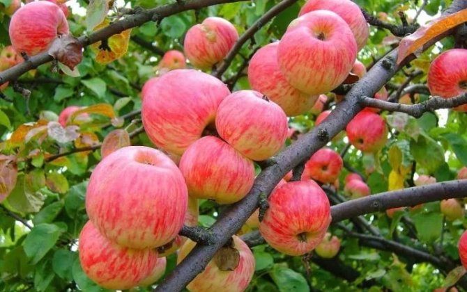 Экспорт яблок из Узбекистана превысил 25 тыс. тонн