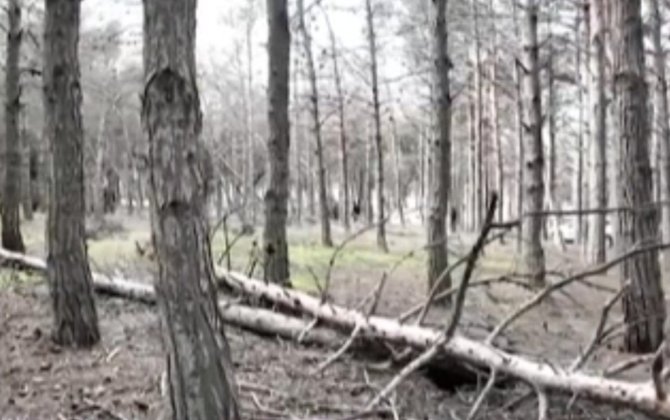 Biləcəridə meşə məhv olur, 8 aydır tədbir görən yoxdur - VİDEO