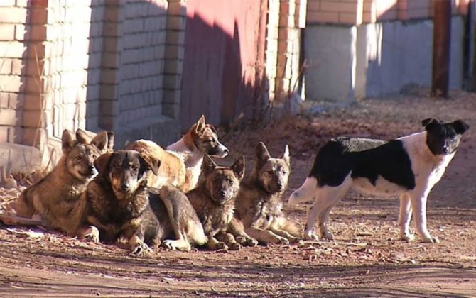 Депутат пожаловался на бездомных собак