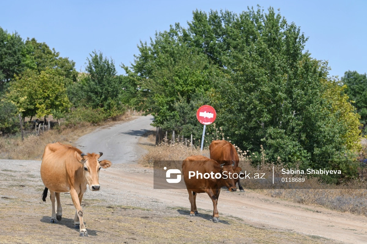 В Гахе арестован мужчина за мошенничество с крупным и мелким скотом-ФОТО-ВИДЕО