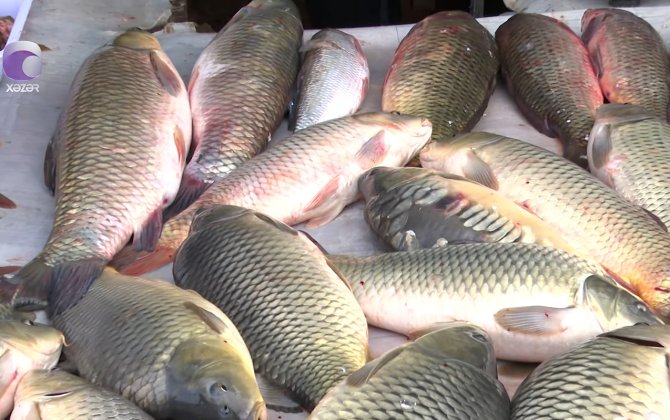 Azərbaycanda farelin qiyməti bahalaşdı - VİDEO