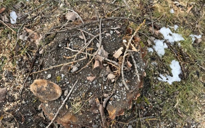 Oğuzda qanunsuz ağac kəsiminə görə cinayət işi başlanıldı