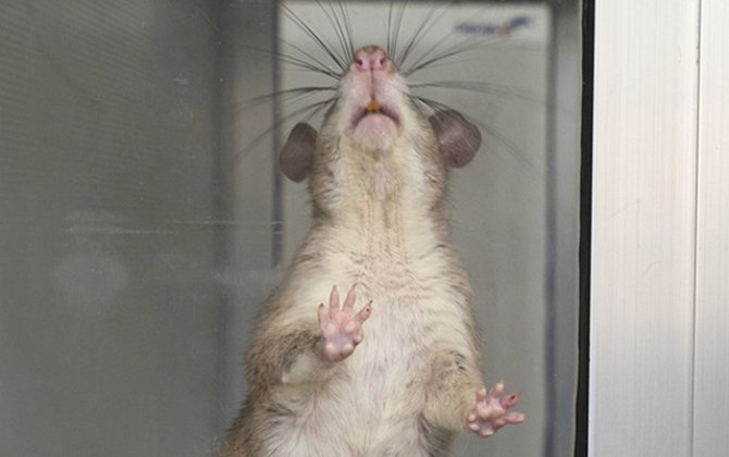 İsrailli alimlərdən gözlənilməz kəşf: siçan və siçovullar dünyanı necə 