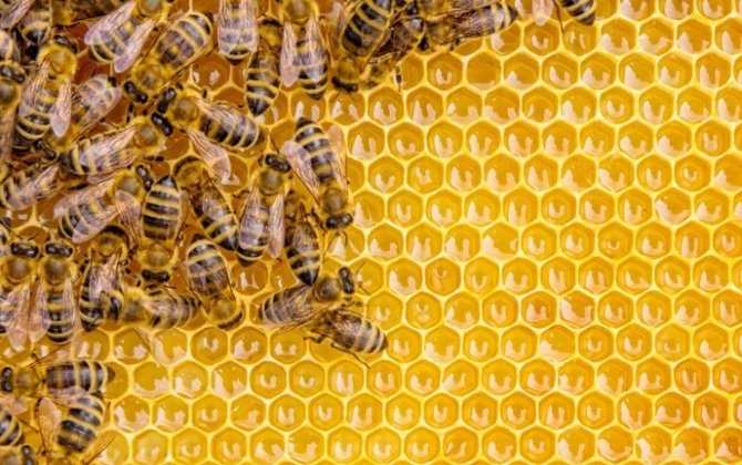 Ölkəmizdə arı ailələri niyə məhv olur? - VİDEO
