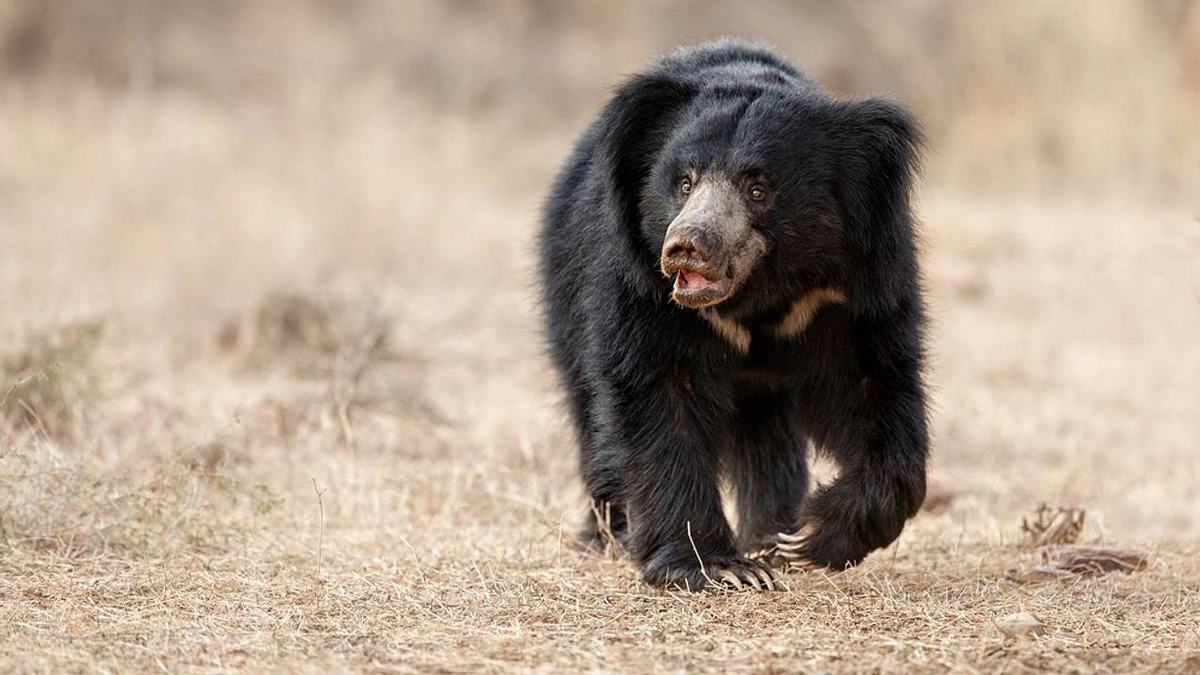 Медведи дважды за неделю напали на двух мужчин, пострадавшие не выжили
