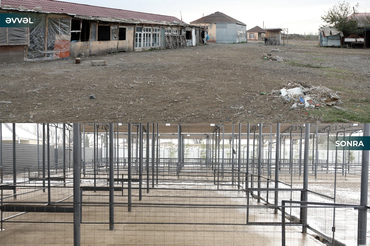 В Агджабединском районе возобновлена работа рынка по продаже животных-ФОТО-ВИДЕО