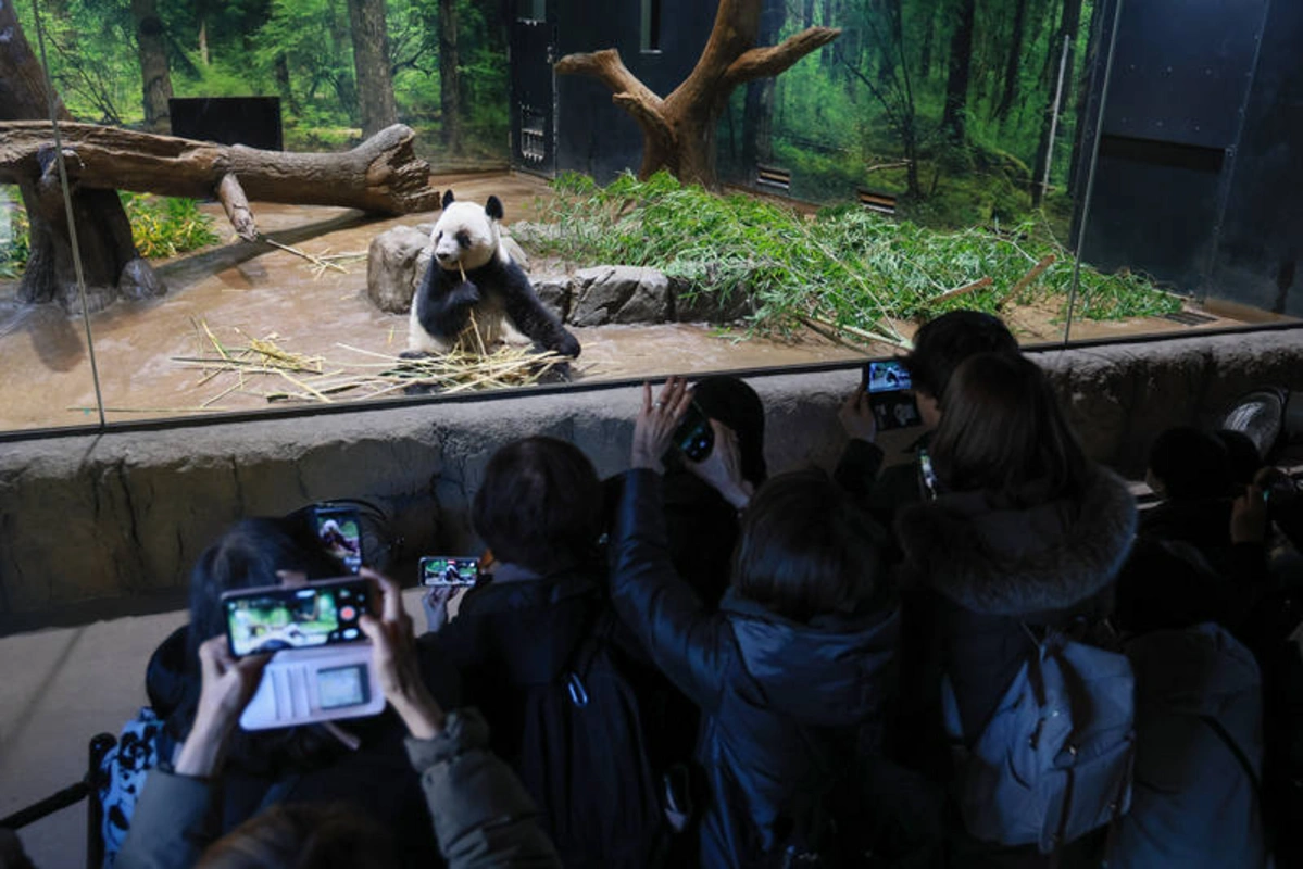 Yaponlar ölkədəki son pandalarla vidalaşırlar