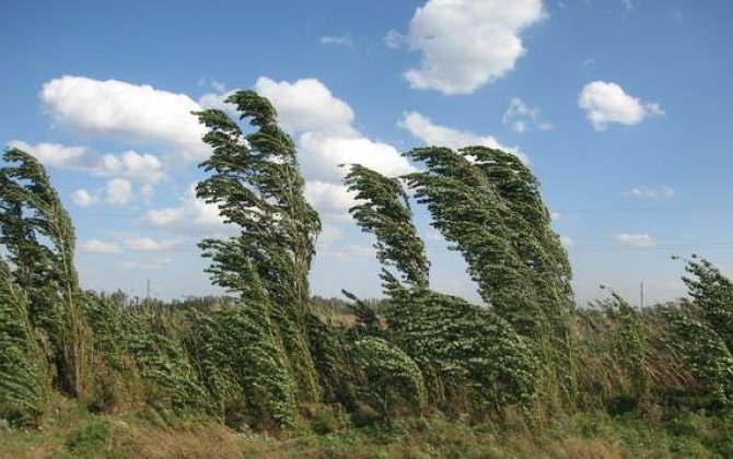 В Баку и на Абшероне ожидается сильный ветер