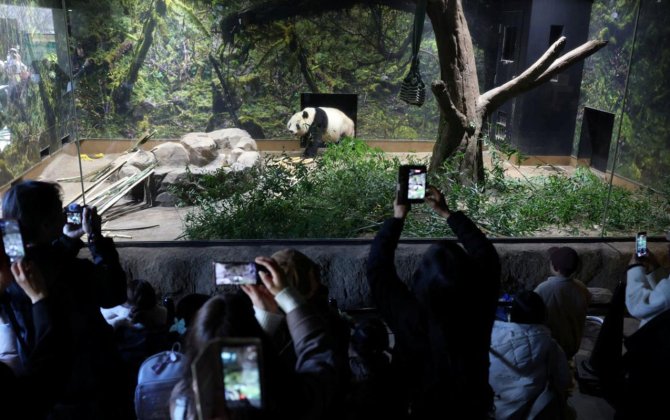 O pandaları görmək üçün zooparka axın edirlər