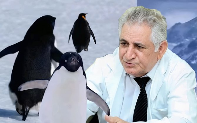 Zooloq məşhur “nihilist pinqvin”dən danışdı: “Bunu o vaxt müşahidə edə bilirsən ki...” - FOTO+ÖZƏL