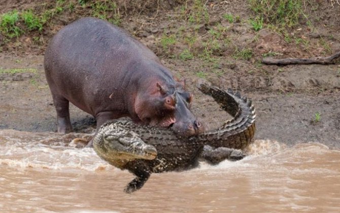 Afrikada timsahlar və begemotlar yüzdən çox insanı öldürüblər