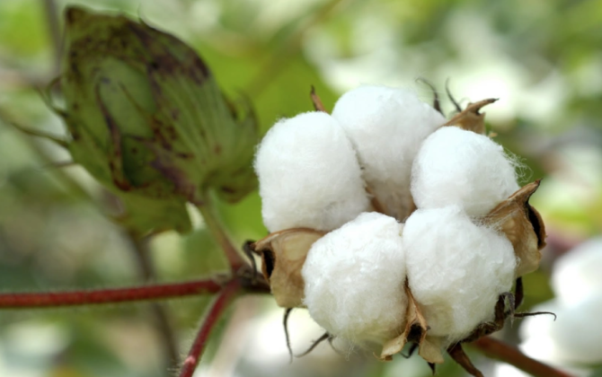 Azərbaycan ötən il pambıq ixracından 160 milyon dollardan çox gəlir əldə edib