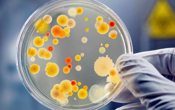 Ölümcül VİRUS sürətlə yayılır – Professordan XƏBƏRDARLIQ