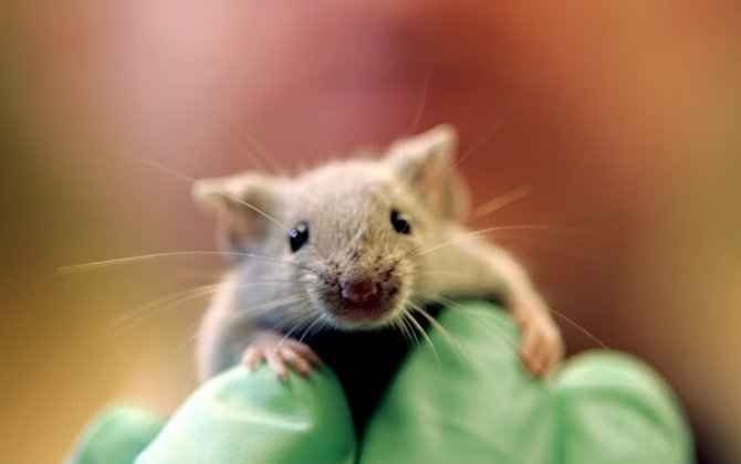 İspan alimlərindən ümidverici nailiyyət: siçanlarda mədəaltı vəzi xərçəngi tam məhv edilib - 