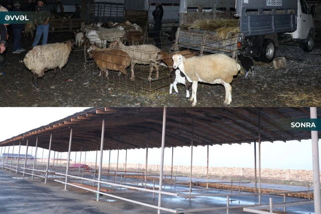 В Азербайджане разрешена деятельность еще одного животноводческого рынка-ФОТО