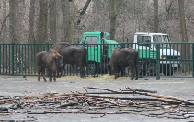 Германия отправила в Азербайджан 18 зубров