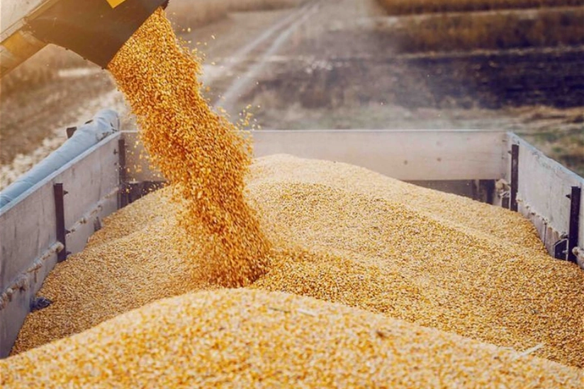 Поставки казахстанской пшеницы в Азербайджан сократились на треть
