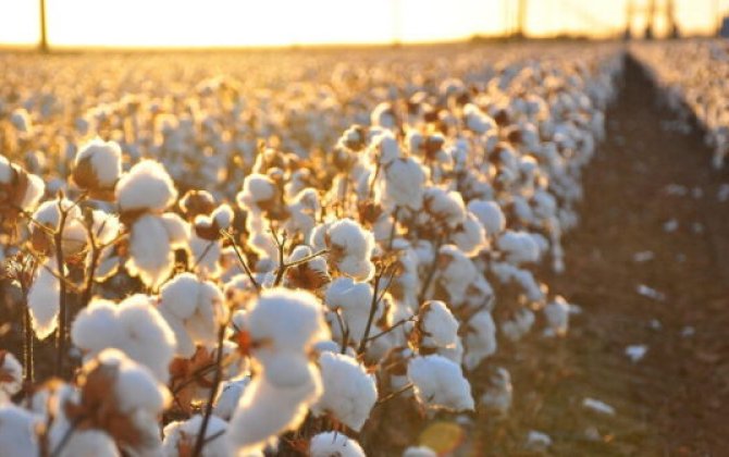 Saatlıda pambıq yığanların pulları niyə verilmir? – ŞİKAYƏT