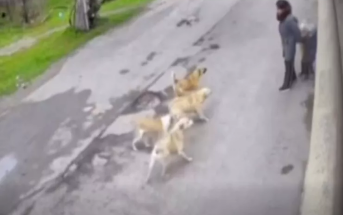 Bakıda küçə itləri ana və övladlarına hücum etdi - VİDEO