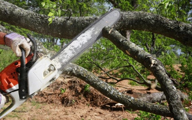 Ağacların qanunsuz kəsilməsi nəticəsində yaşıllıqlara 129 min manatdan çox ziyan dəyib