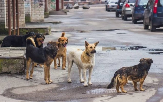 Gədəbəy sakini küçə itlərinin hücumuna məruz qalıb
