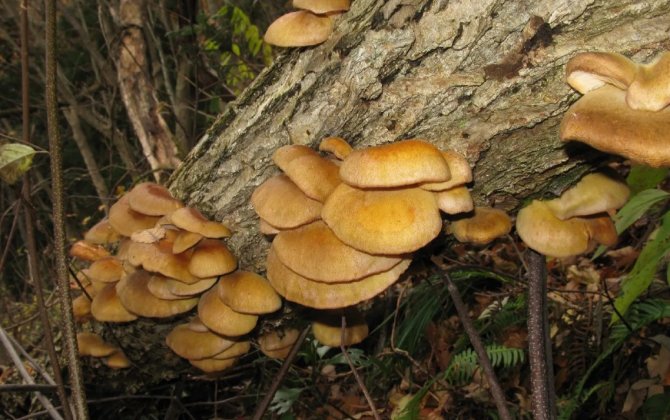 Нейросеть посоветовала японскому пенсионеру съесть ядовитые грибы