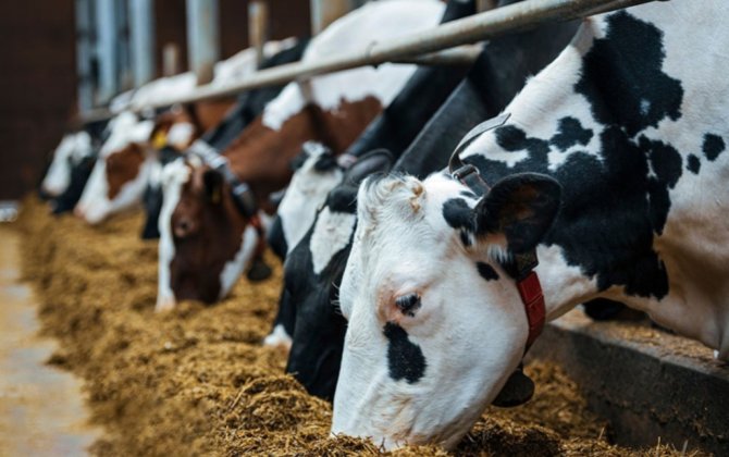 Bruselyoz xəstəliyinə görə seroloji monitorinqlər keçiriləcək