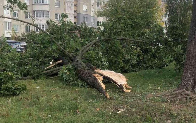 В Баку сильный ветер повалил 19 деревьев
