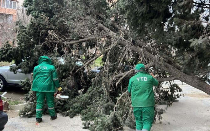 Külək Bakıda 19 ağacı sındırdı
