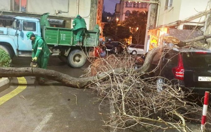 Bakıda iki gündə 78 ağac sınıb