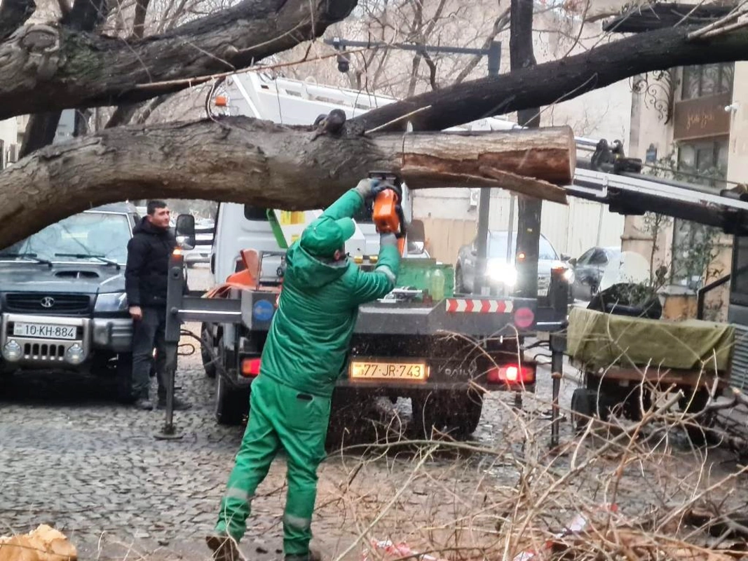 В Баку сильный ветер повалил десятки деревьев
